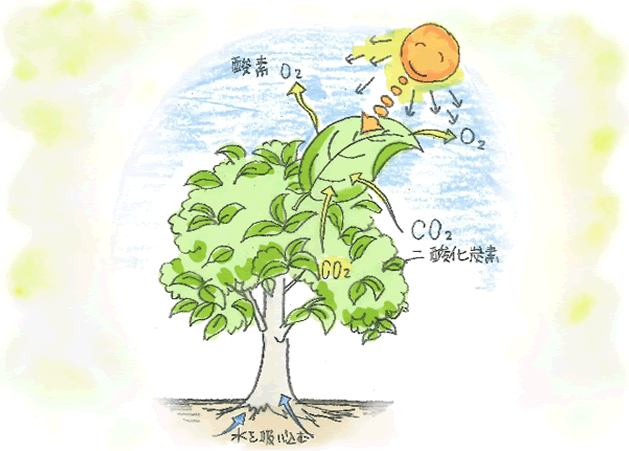植物は常にCO2を吸収し、Cを固定し続けます