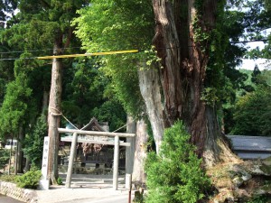 日野町 熊野神社のタコスギ
